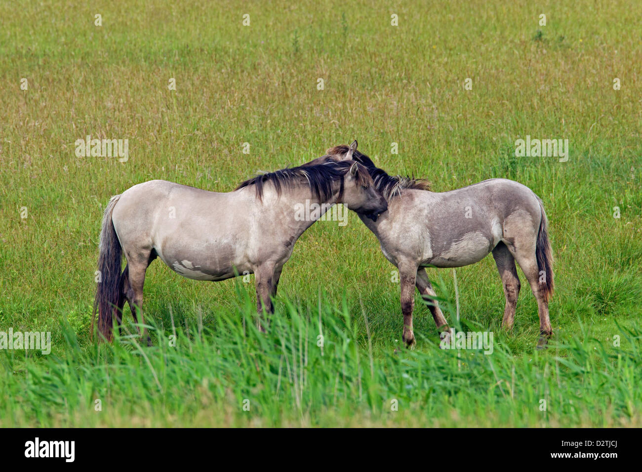 El acicalamiento mutuo / allogrooming por caballos Konik polaco en el campo, la raza de caballo primitivo de Polonia Foto de stock