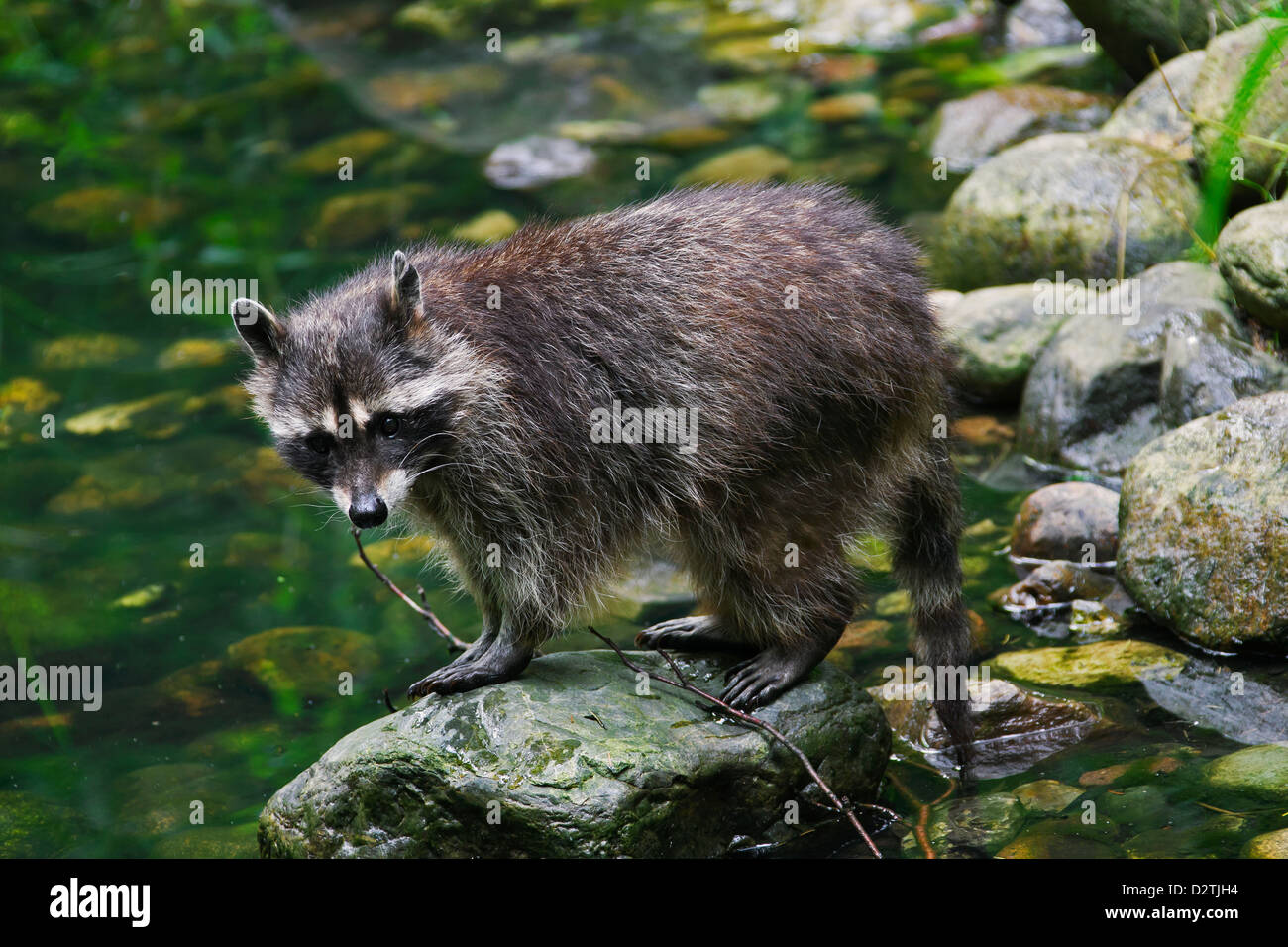 North American mapache (Procyon lotor), nativa de América del Norte, en la ribera del río Foto de stock