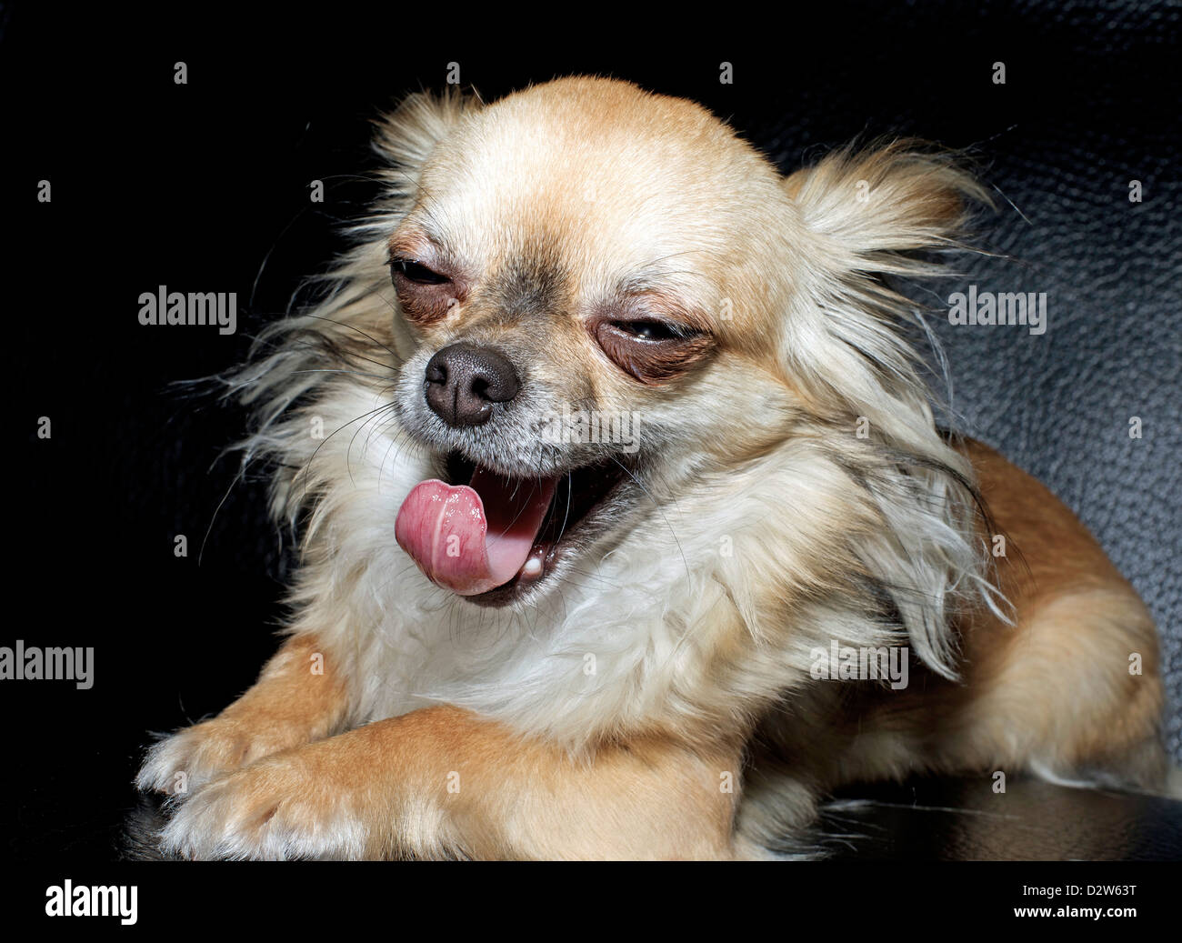 Cute Chihuahua bostezar con la boca abierta Foto de stock
