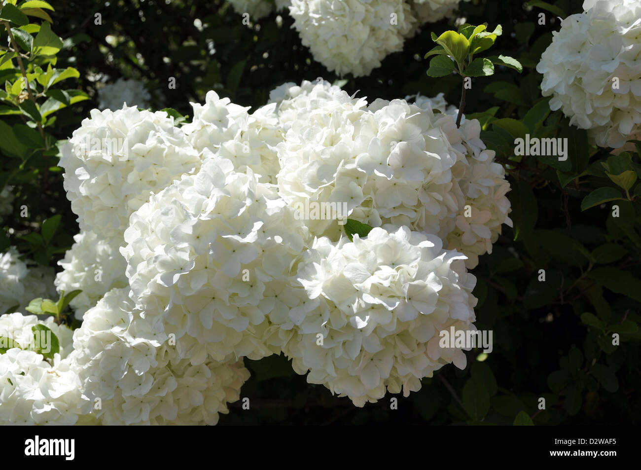 Arbusto bola de nieve fotografías e imágenes de alta resolución - Alamy Arbusto bola de nieve fotografías e imágenes de alta resolución - Alamy