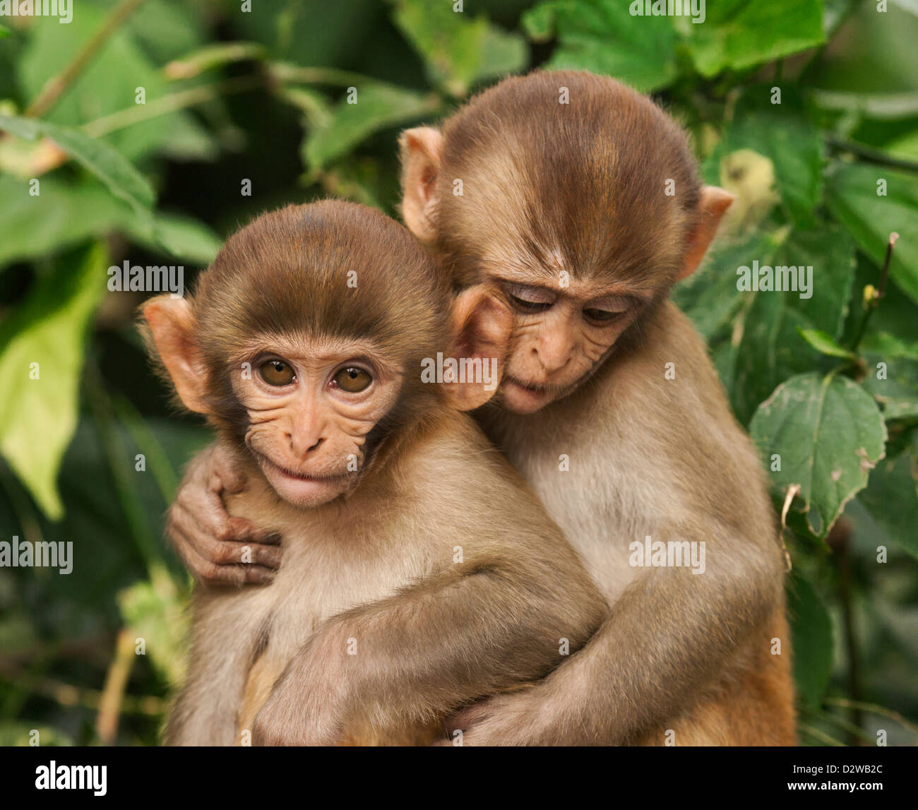 Monos macacos fotografías e imágenes de alta resolución - Alamy