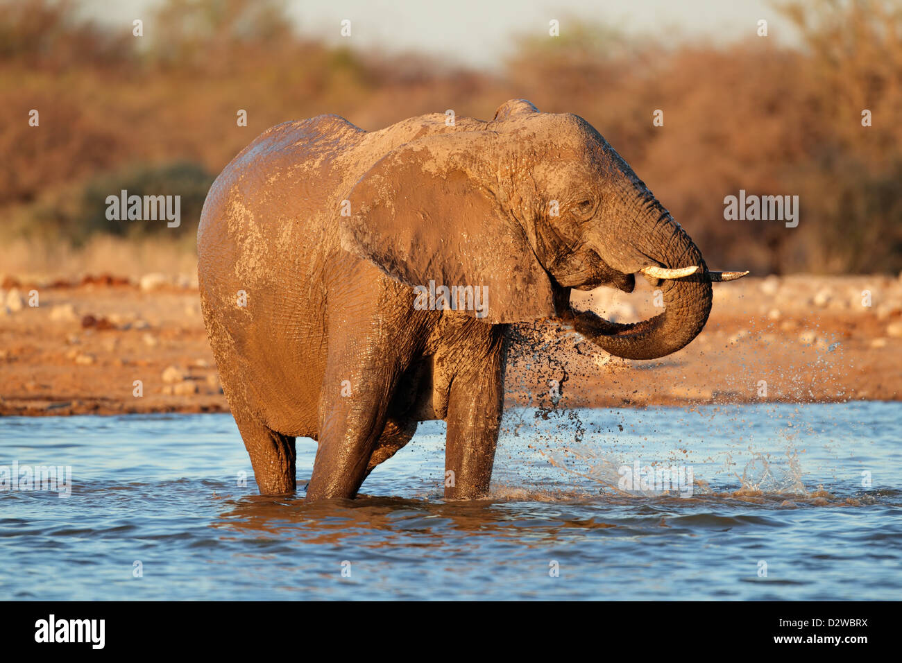 Elefante africano (Loxodonta africana) jugando en el agua, el Parque Nacional de Etosha, Namibia Foto de stock