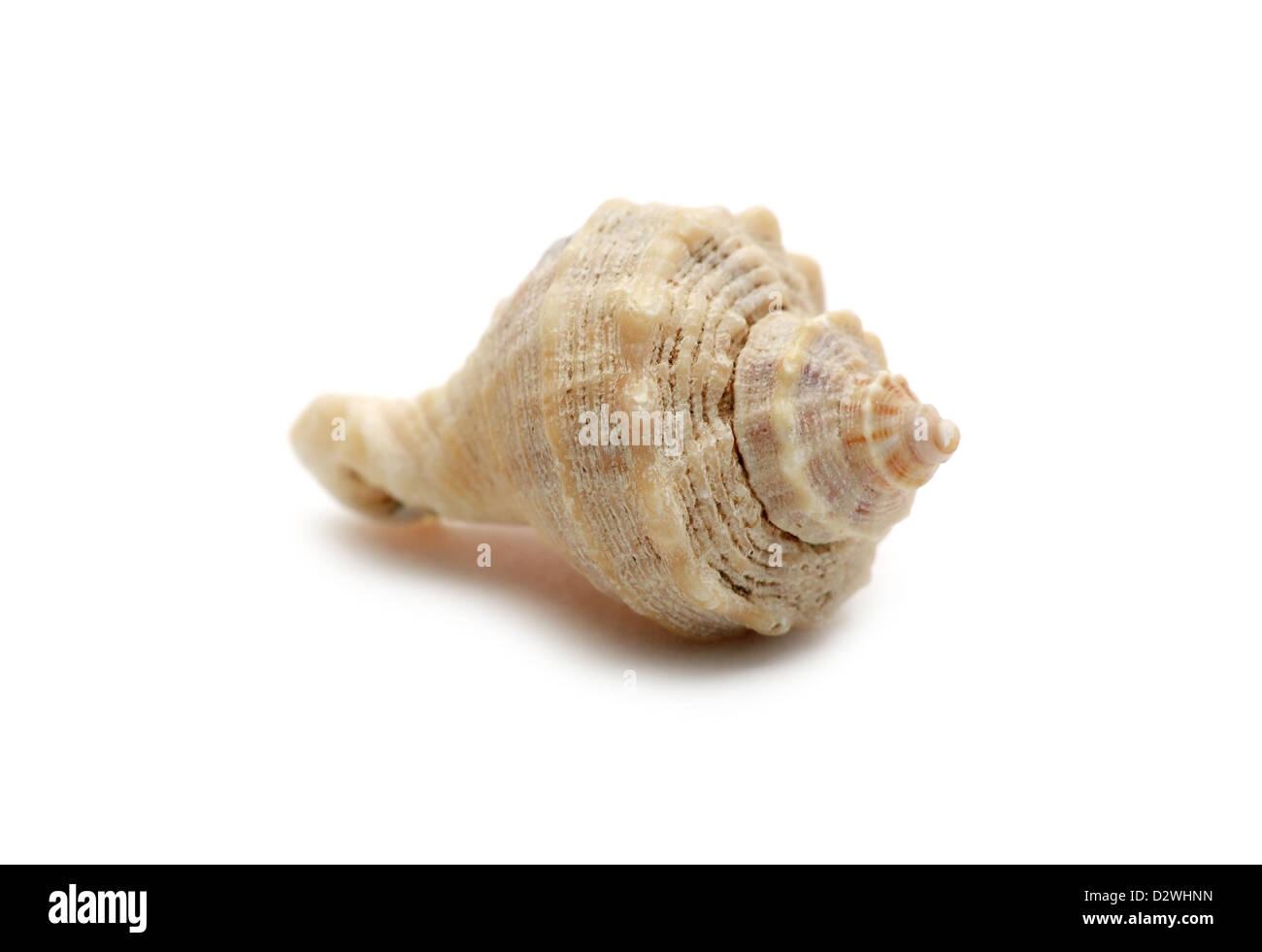 Seashell aislado sobre fondo blanco macro Foto de stock