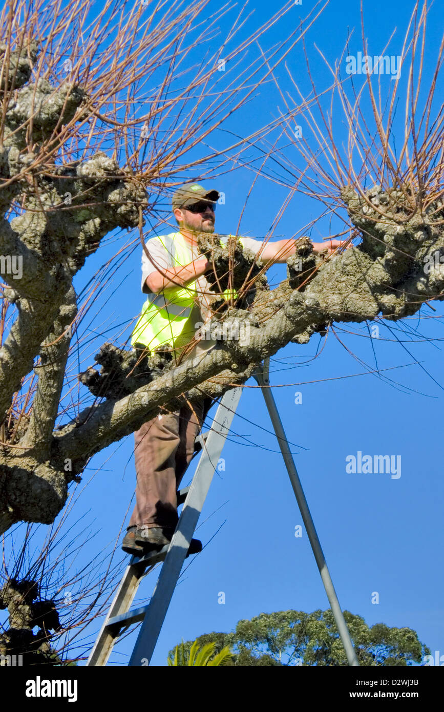 Un arborist recorta los tallos de un árbol utilizando una escalera para alcanzar las ramas Foto de stock