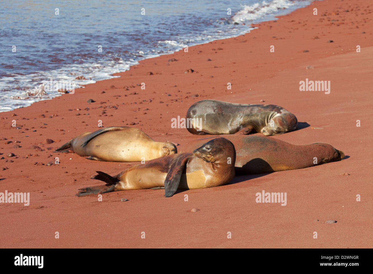 Lobos Marinos De Galapagos Zalophus Wollebaeki En La Playa De