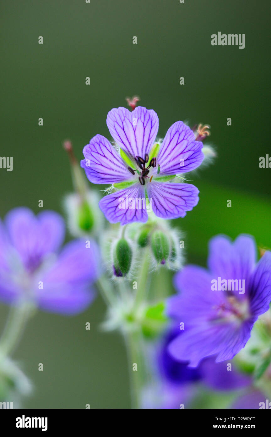 Una flor de geranio perenne Foto de stock
