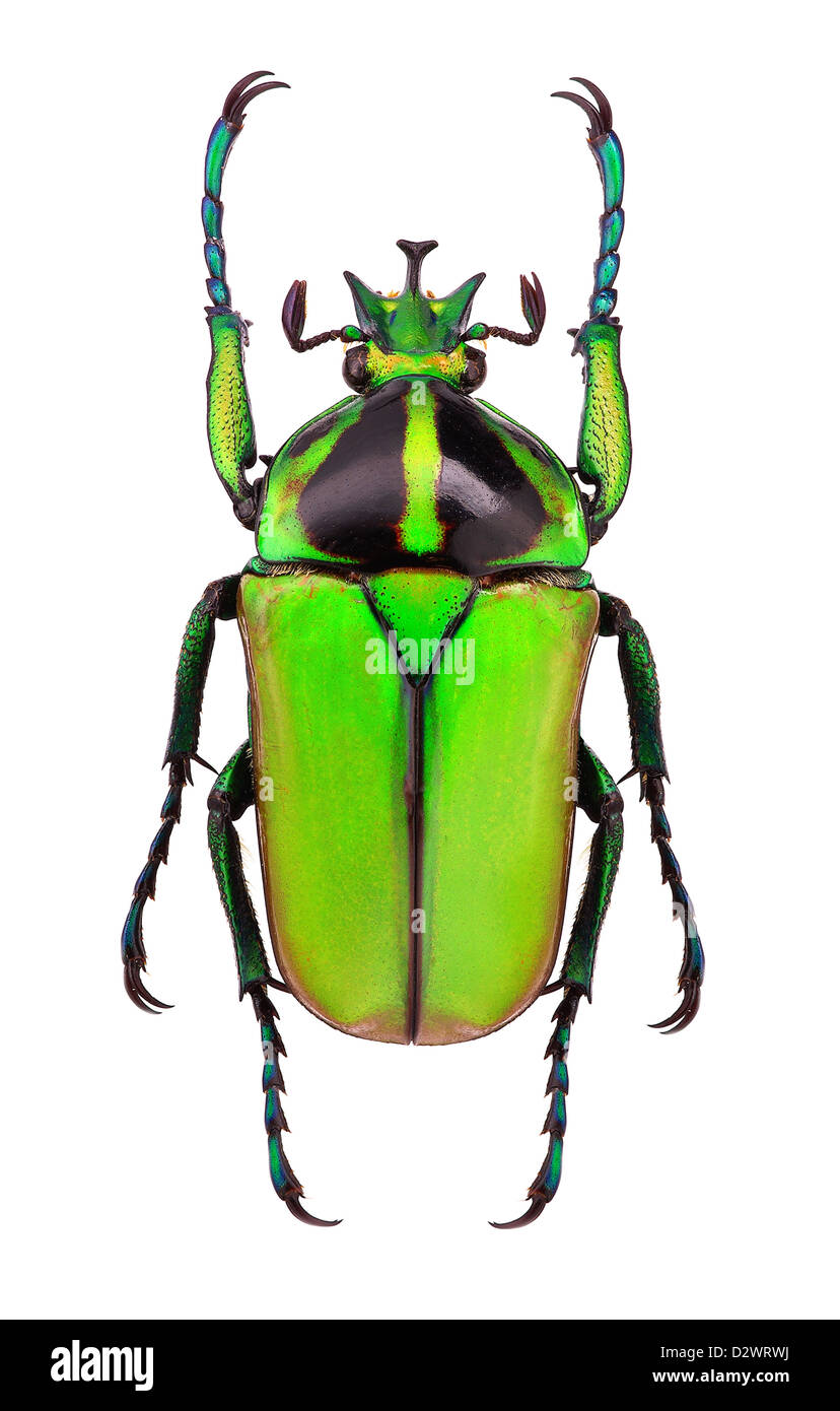 Macho de Neptunides flor polychrous beetle - Tanzania Foto de stock