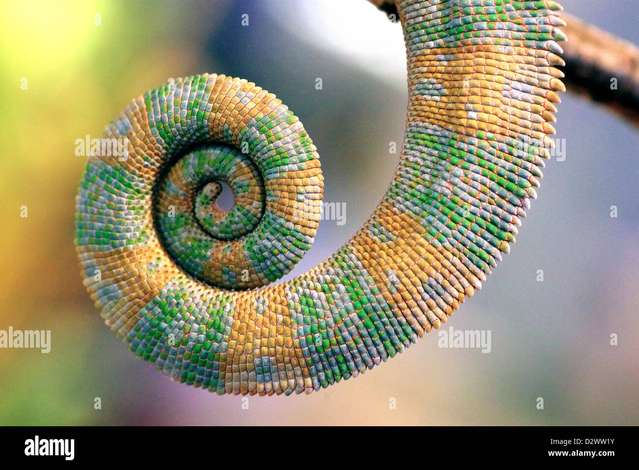 Cola de un camaleón envuelto en una espiral Foto de stock