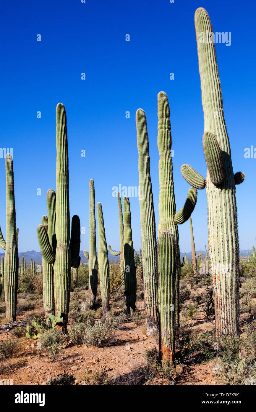 Cactus gigantes en el Saguaro N.P. , Arizona, EE.UU. Foto de stock
