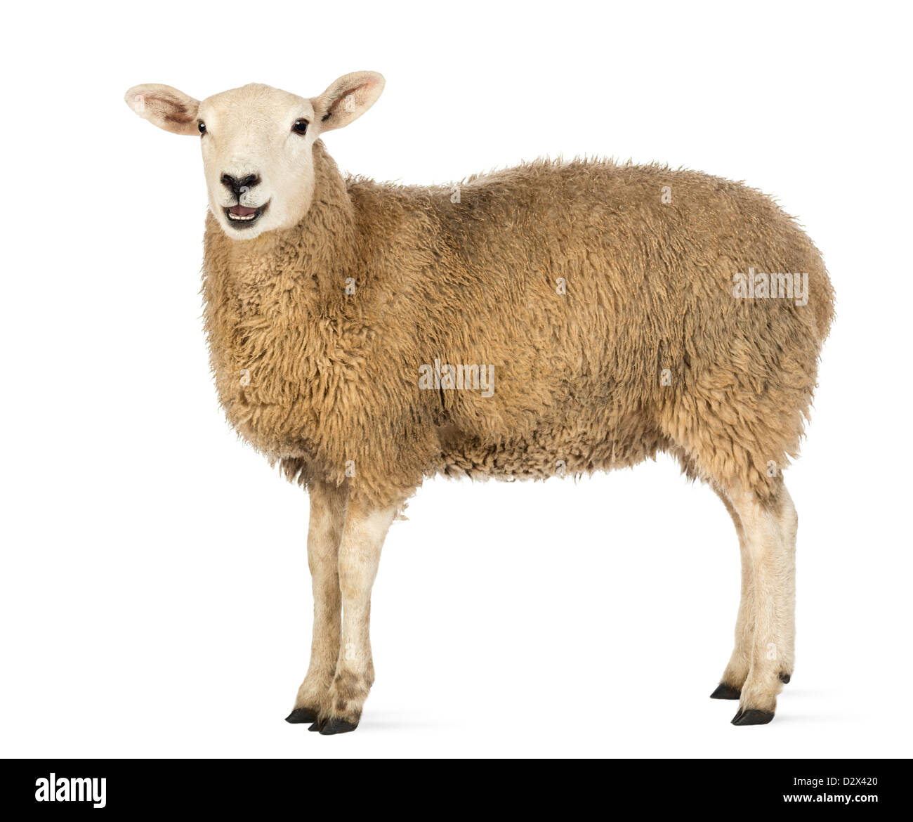 Vista lateral de una oveja mirando la cámara de pie delante de un fondo blanco Foto de stock