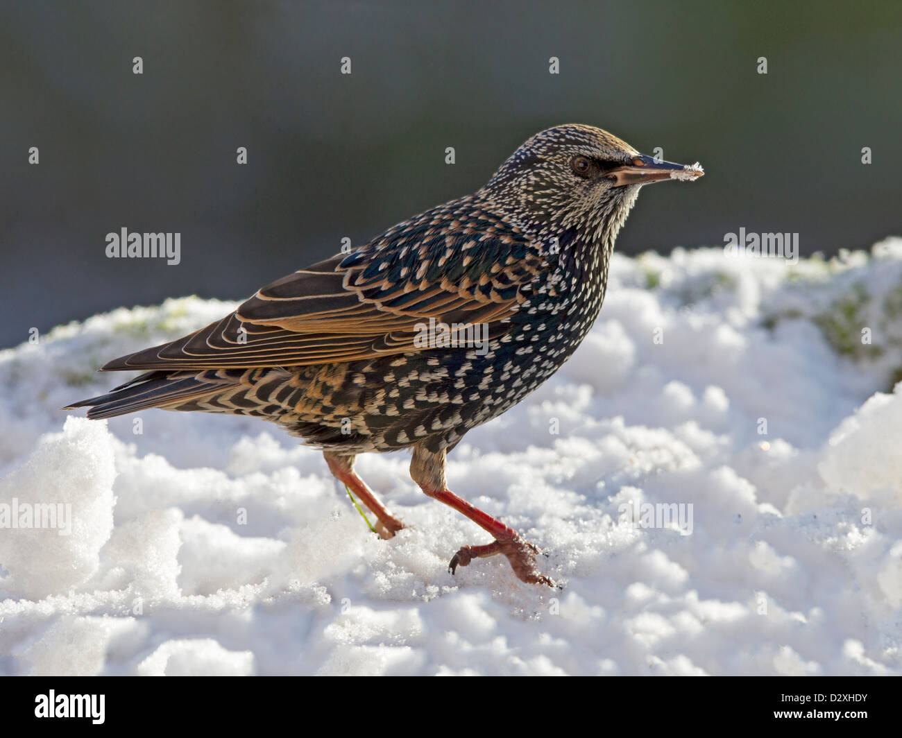 Estornino Pinto encaramado en la nieve Foto de stock