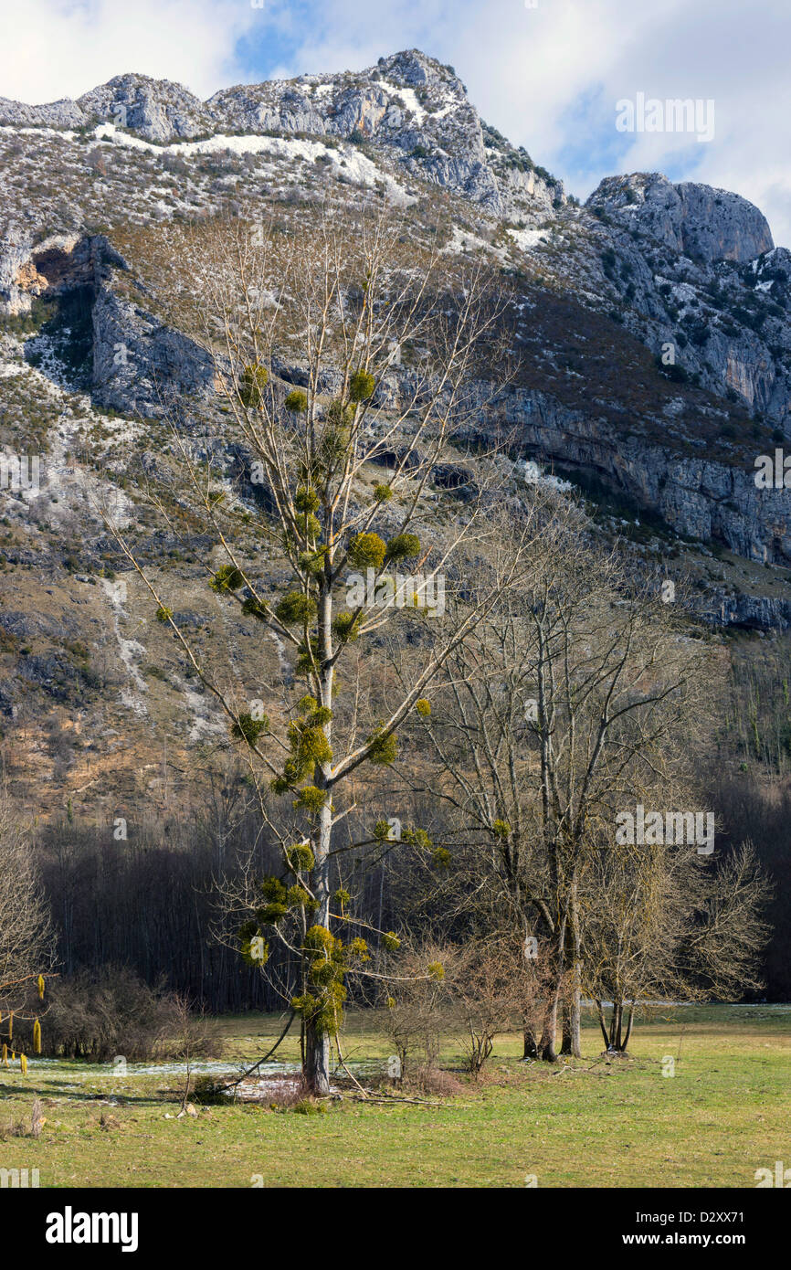 Tall Tree con el muérdago clusters y montañas detrás Foto de stock