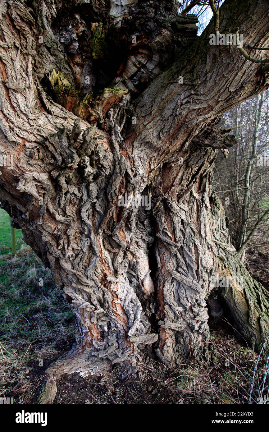 Corteza de sauce llorón (Salix babylonica Fotografía de stock Alamy