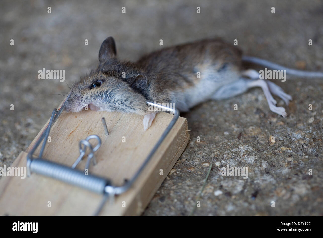 Una casa común, ratón (Mus musculus), muerto en una trampa de ratón de madera tradicionales. Foto de stock