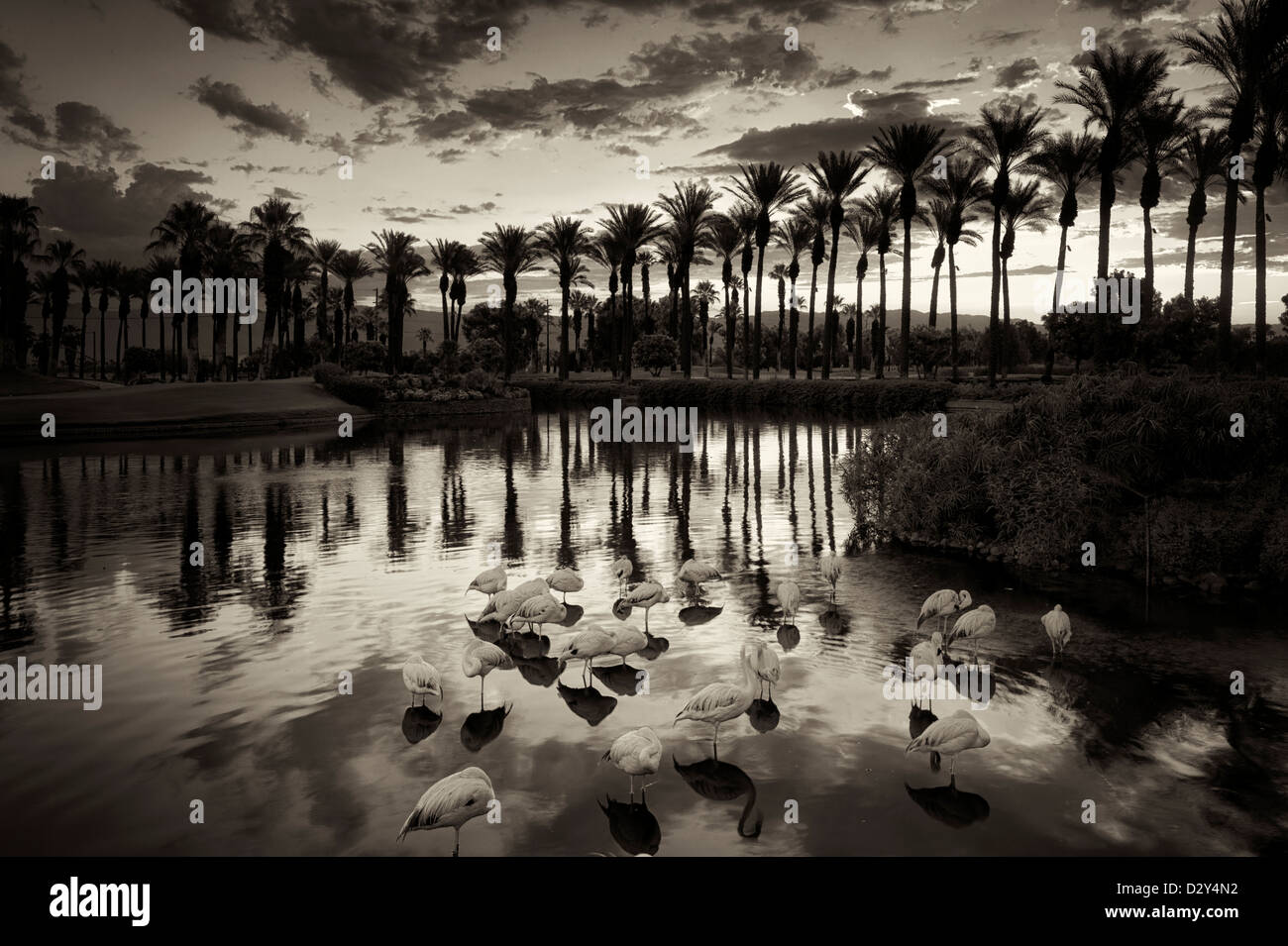 Los flamencos principalmente durmiendo en un estanque con el amanecer en el Hotel Marriot. Palm Desert, California Foto de stock