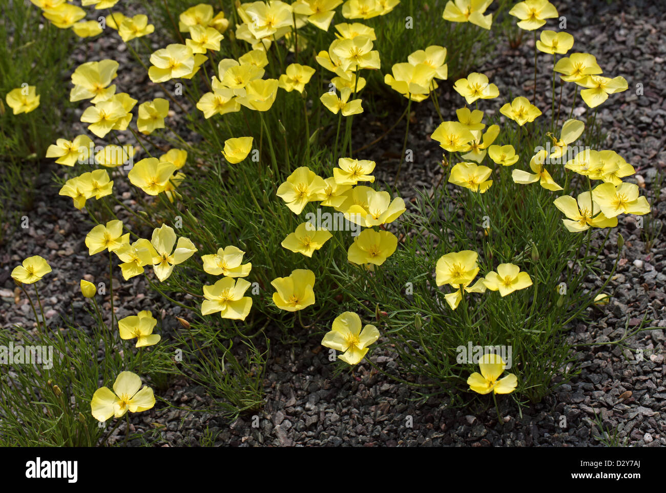 Rough-Seeded Amapola, sartenes, Fryingpans Frying-Pans, Eschscholzia lobbii, Papavaraceae. California, en el suroeste de Estados Unidos. Foto de stock