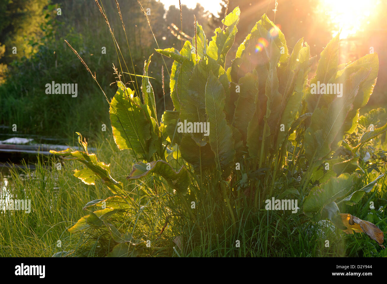 El ruibarbo en contraluz la luz solar en el día de verano Foto de stock