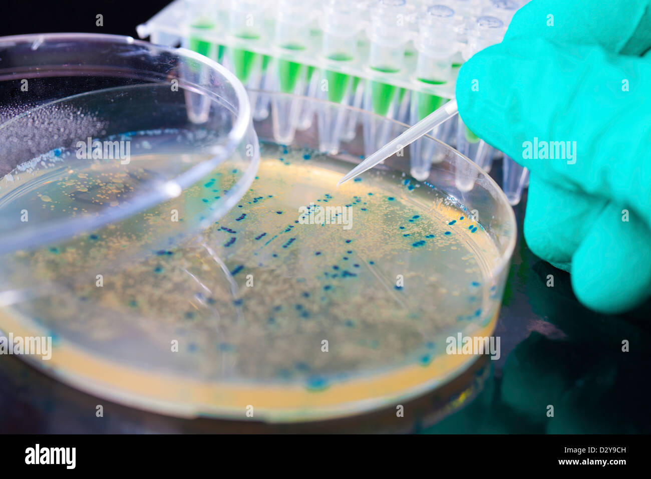 Recogida de colonias bacterianas para la clonación de ADN Foto de stock