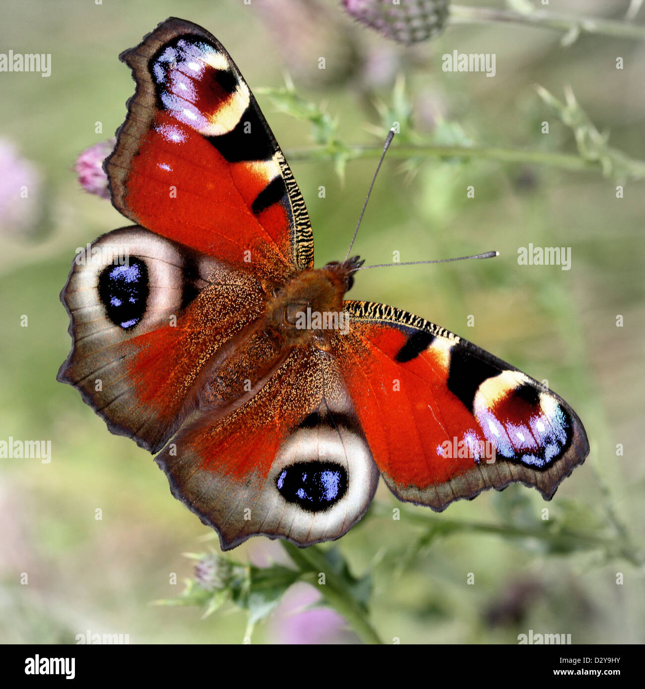Unión común mariposa pavo real (Inachis io, io Aglais) forrajeando en un cardo Foto de stock