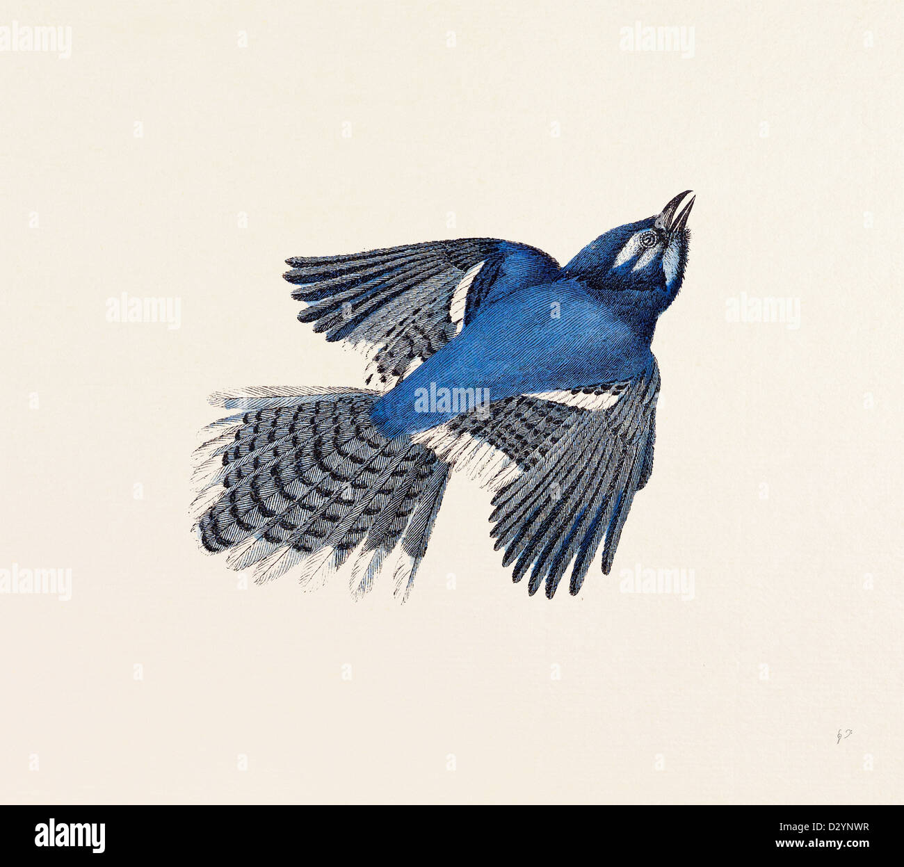 Blue Jay grabado del siglo XIX. Foto de stock