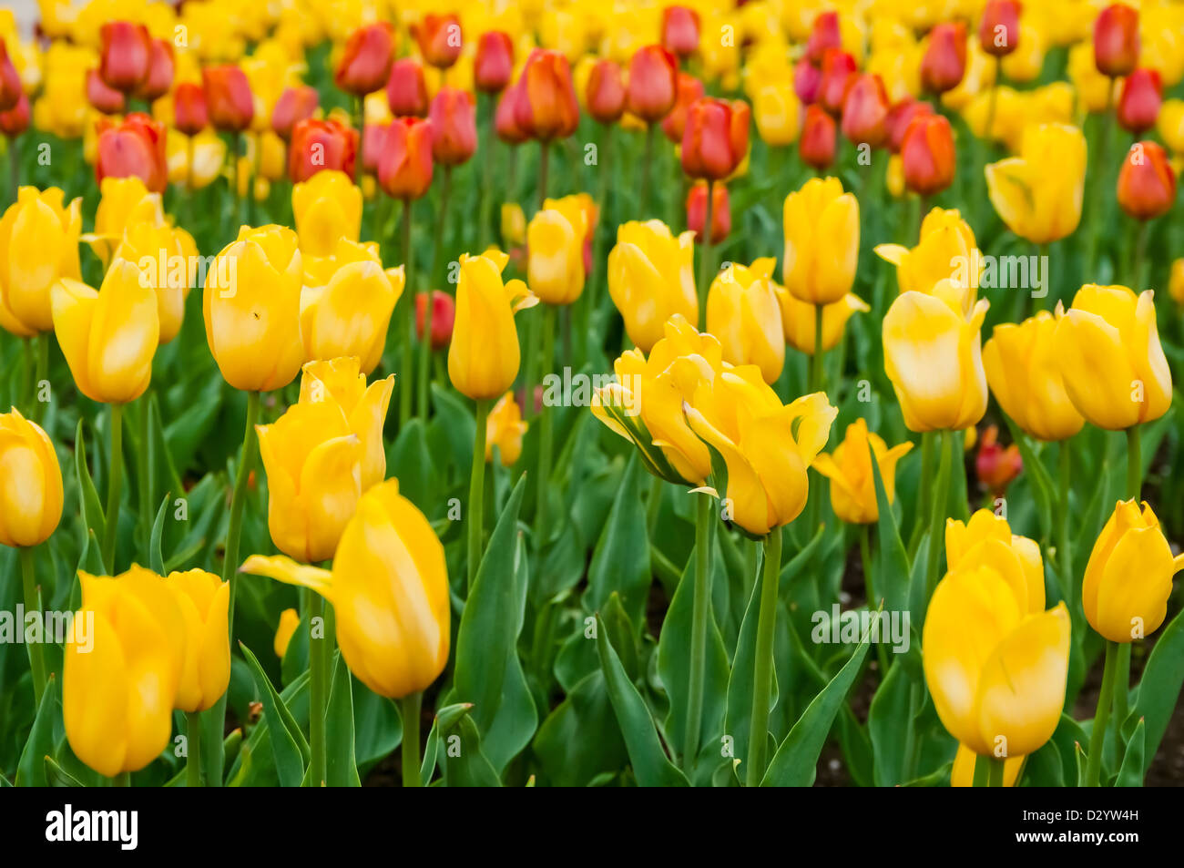 Bonitos tulipanes de campo en el tiempo de primavera Foto de stock