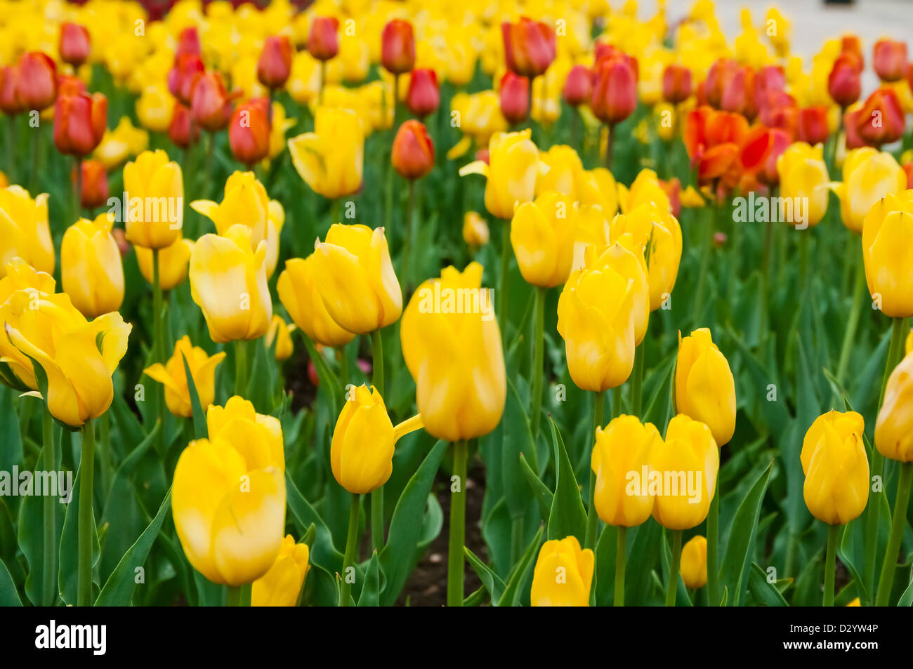 Bonitos tulipanes de campo en el tiempo de primavera Foto de stock