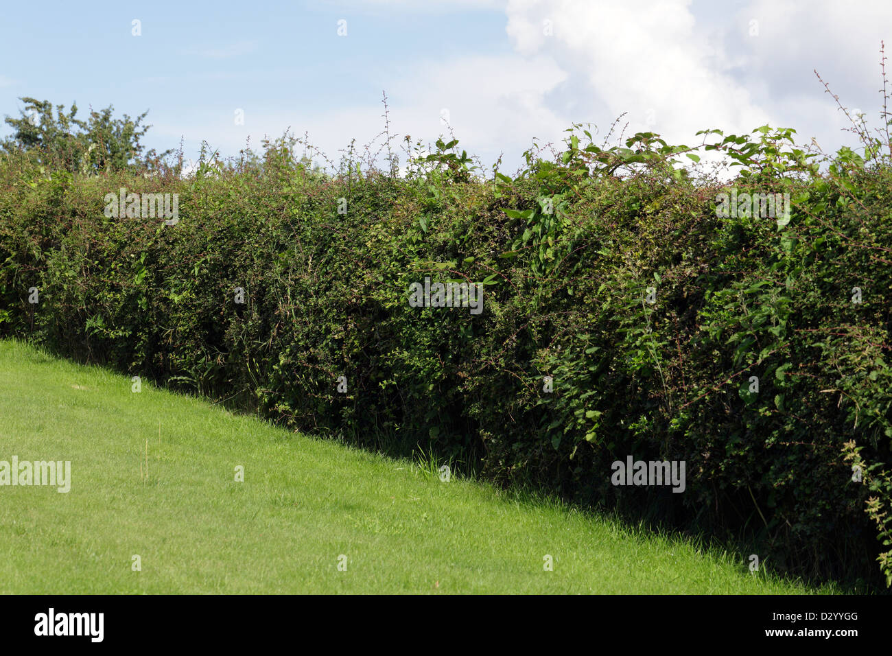 El hedge Hawthorn se ha desbordado en el jardín durante el verano, Escocia, Reino Unido Foto de stock