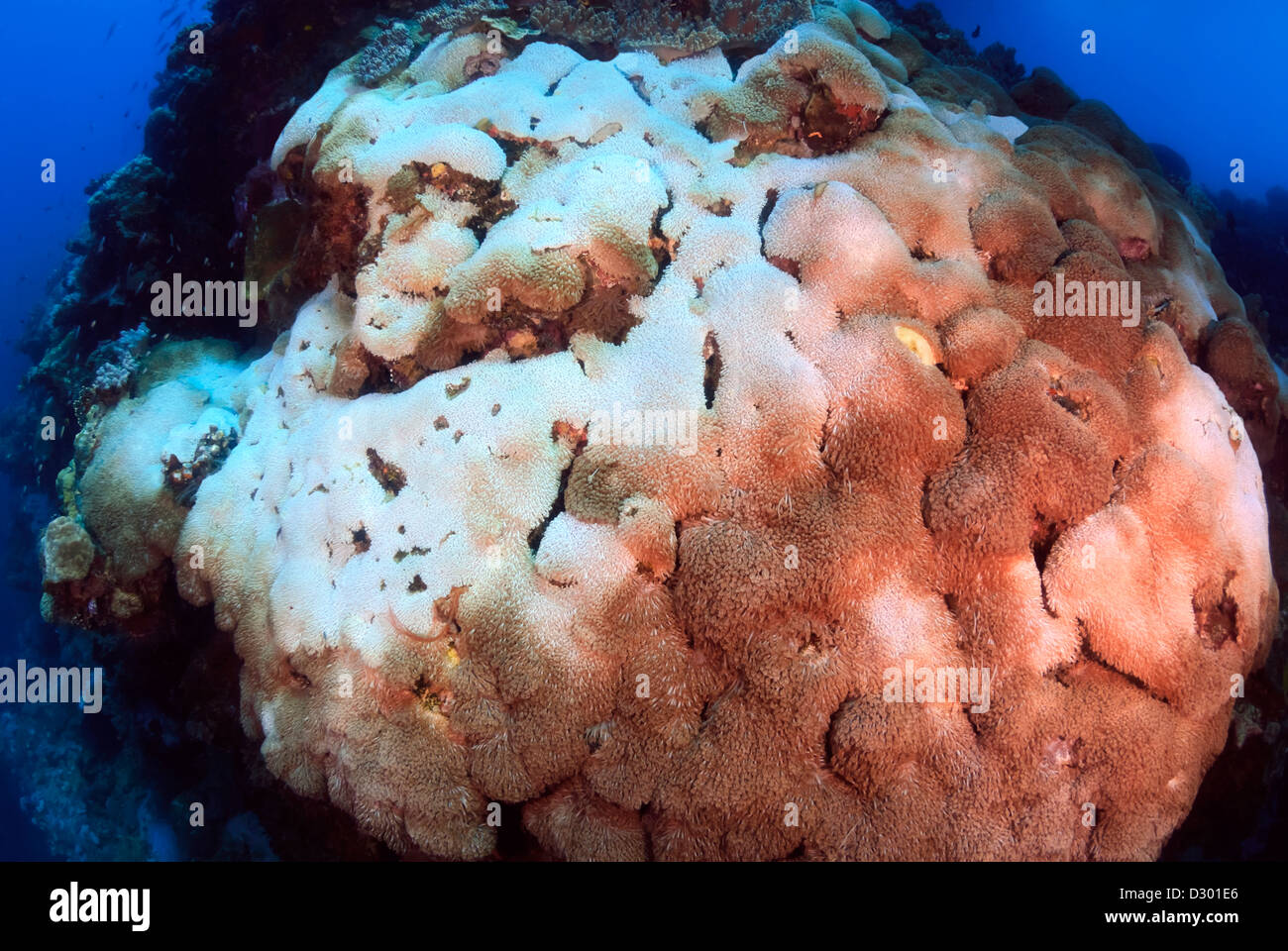 Macetero Coral Goniopora sp. con parciales el blanqueamiento del coral, Gran Barrera de Coral, el Mar de Coral, el Océano Pacífico, Queensland, Australia Foto de stock