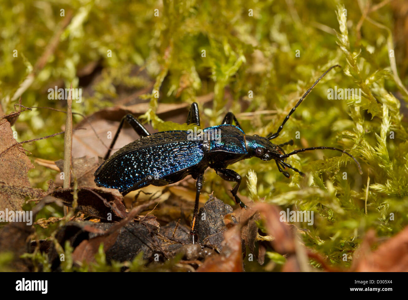 Escarabajo coriaceus lederlaufkaefer Foto de stock