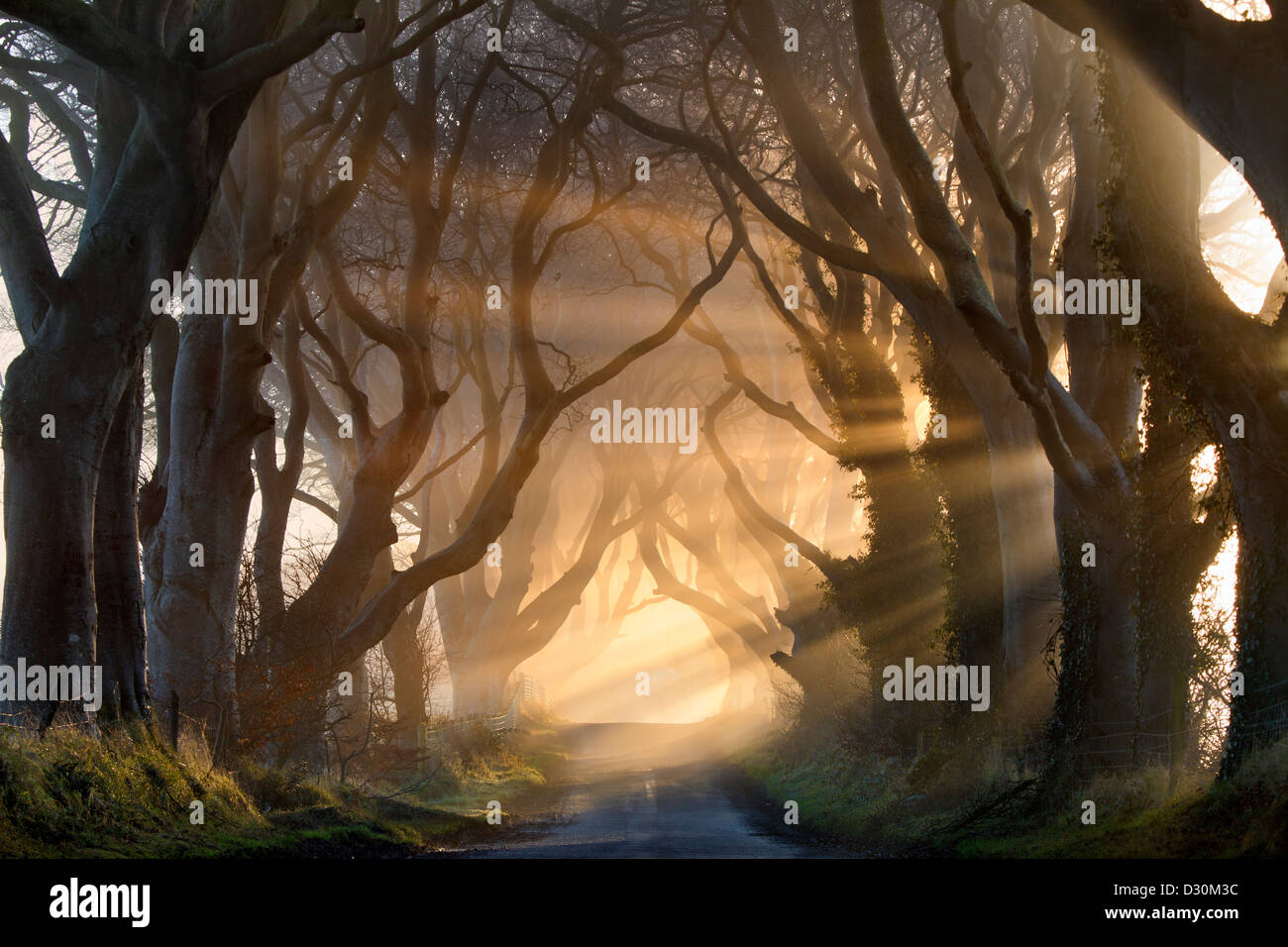 La luz de la mañana ilumina la avenida del árbol conocido como el Dark Hedges en Irlanda del Norte. Foto de stock