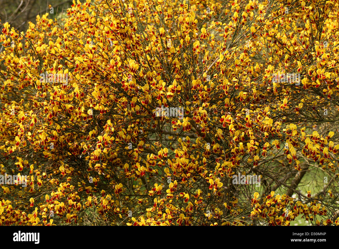 Scotch Broom, Cytisus scoparius 'Andreanus' (Syn. Sarothamnus scoparius), Fabaceae. Un jardín escoba híbrido. Foto de stock
