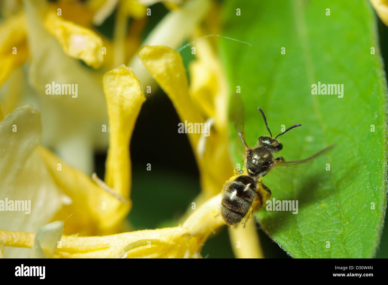 Una pequeña abeja (sudor) Lassioglossum despega de una flor. Foto de stock