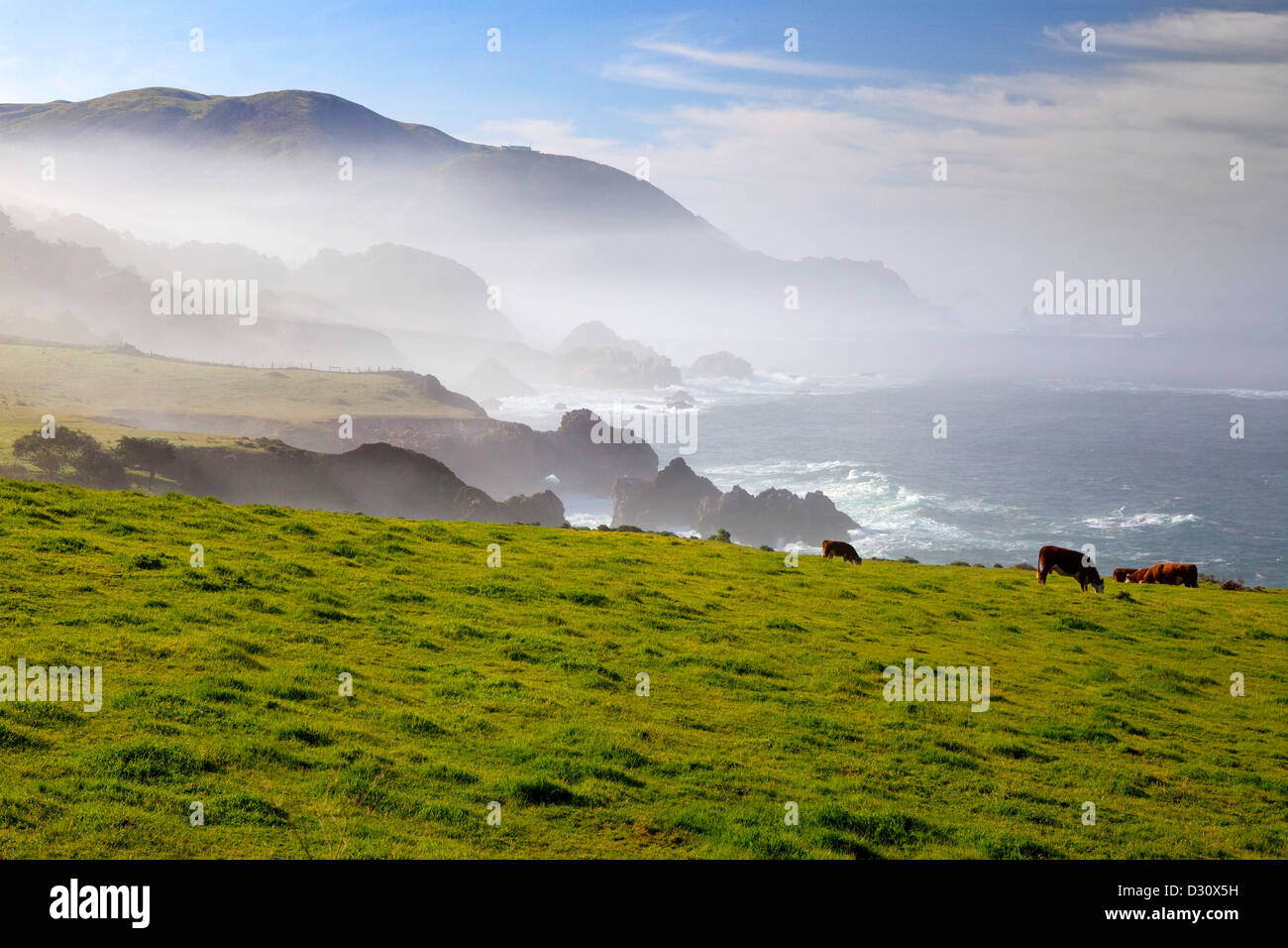 Las vacas pastan en pastos verdes con vistas al Océano Pacífico en Big seguro, California. Foto de stock