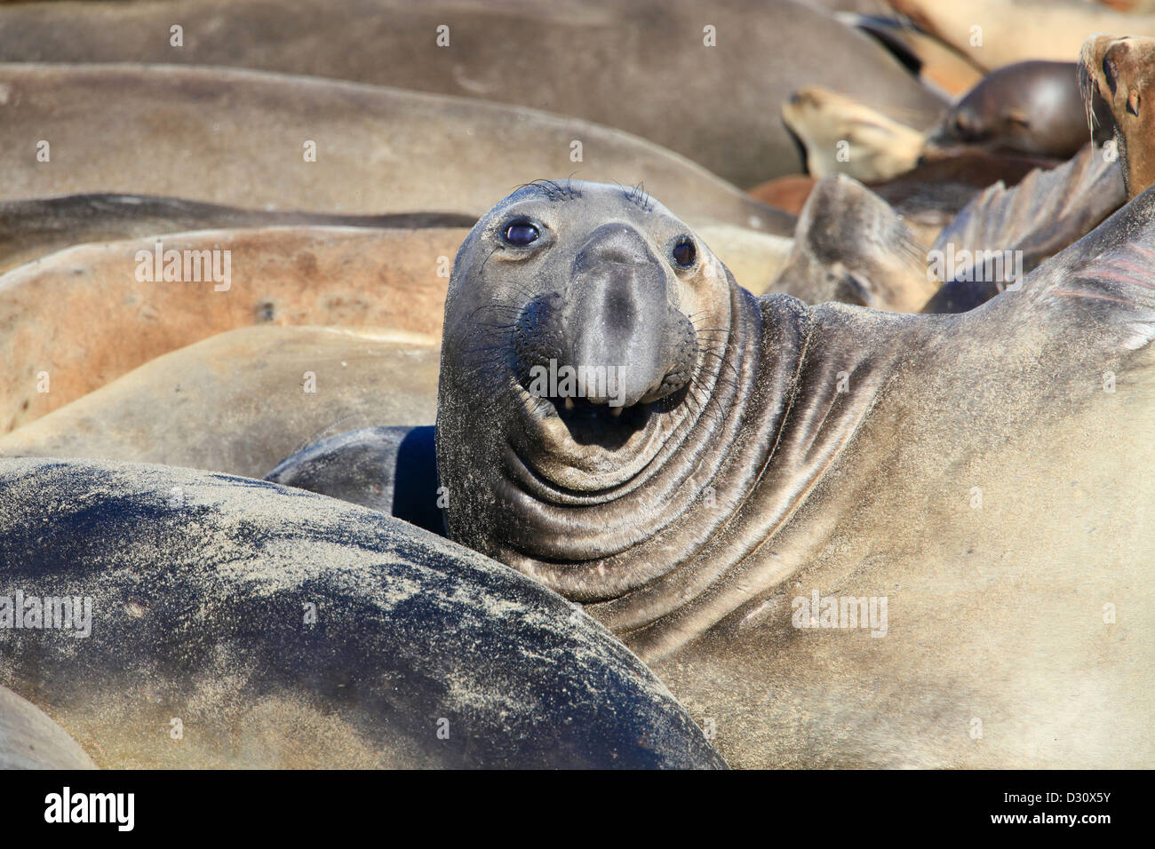 Un macho de foca elefante en el Ano Nuevo criadero en California. Foto de stock