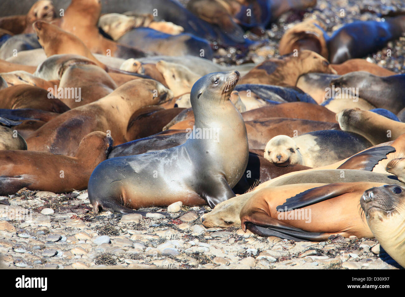 Una colonia de lobos marinos en California Foto de stock