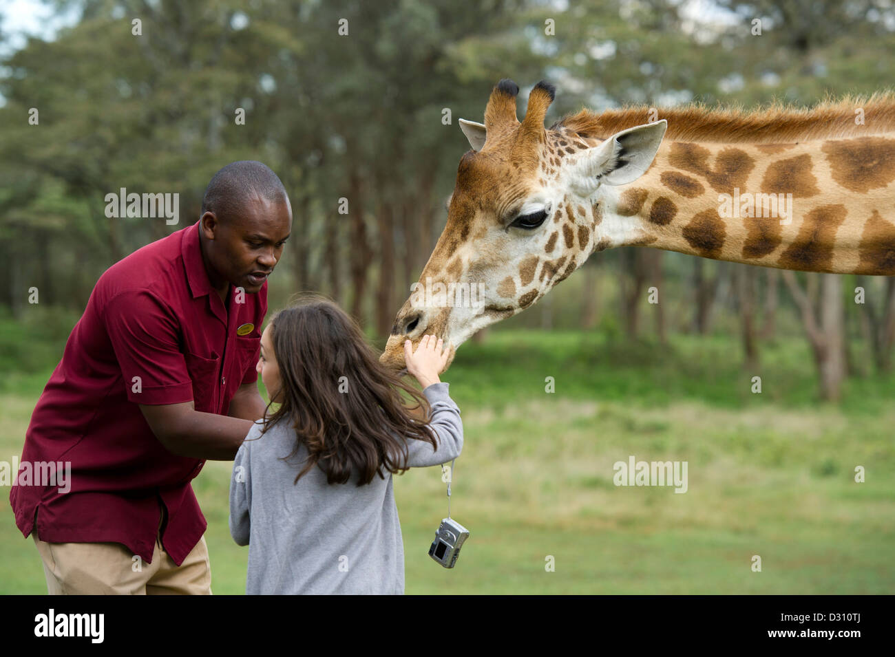 Chica alimentando una jirafa Rothschild en el Giraffe Manor, AFEW Giraffe Centre, Nairobi, Kenia Foto de stock