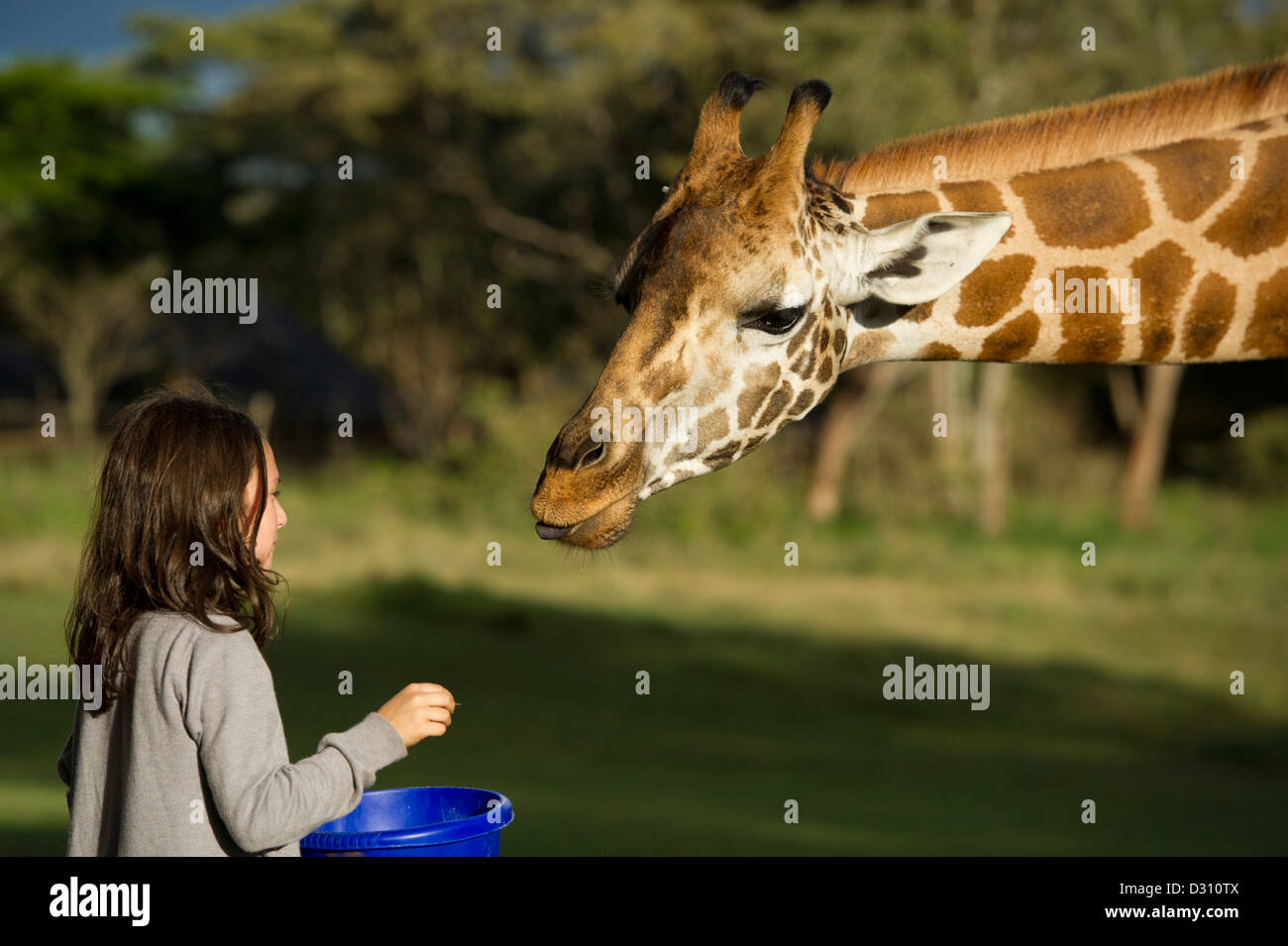 Chica alimentando una jirafa Rothschild en el Giraffe Manor, AFEW Giraffe Centre, Nairobi, Kenia Foto de stock