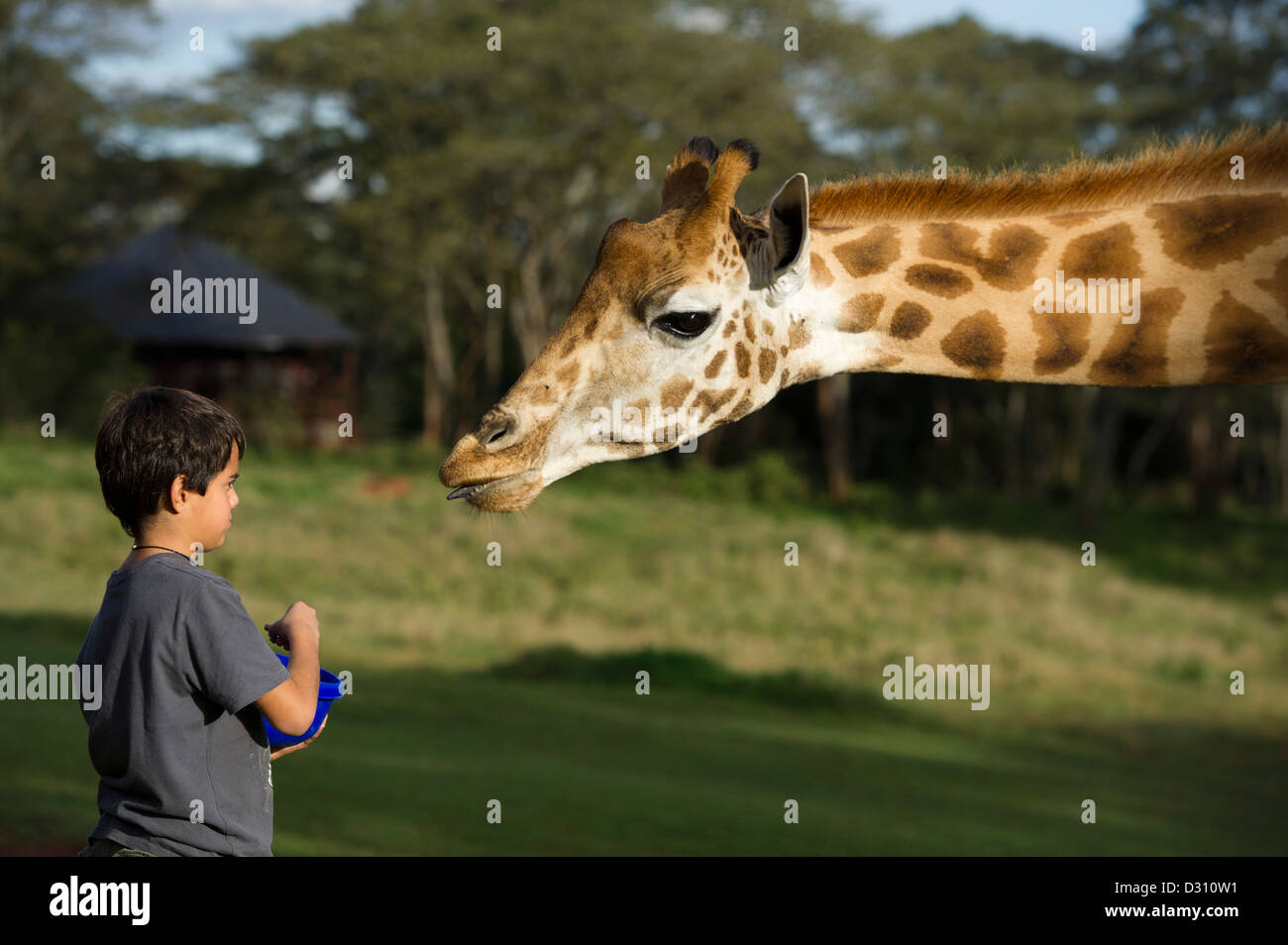 Alimentar a un niño girafas Rothschild en el Giraffe Manor, AFEW Giraffe Centre, Nairobi, Kenya Foto de stock