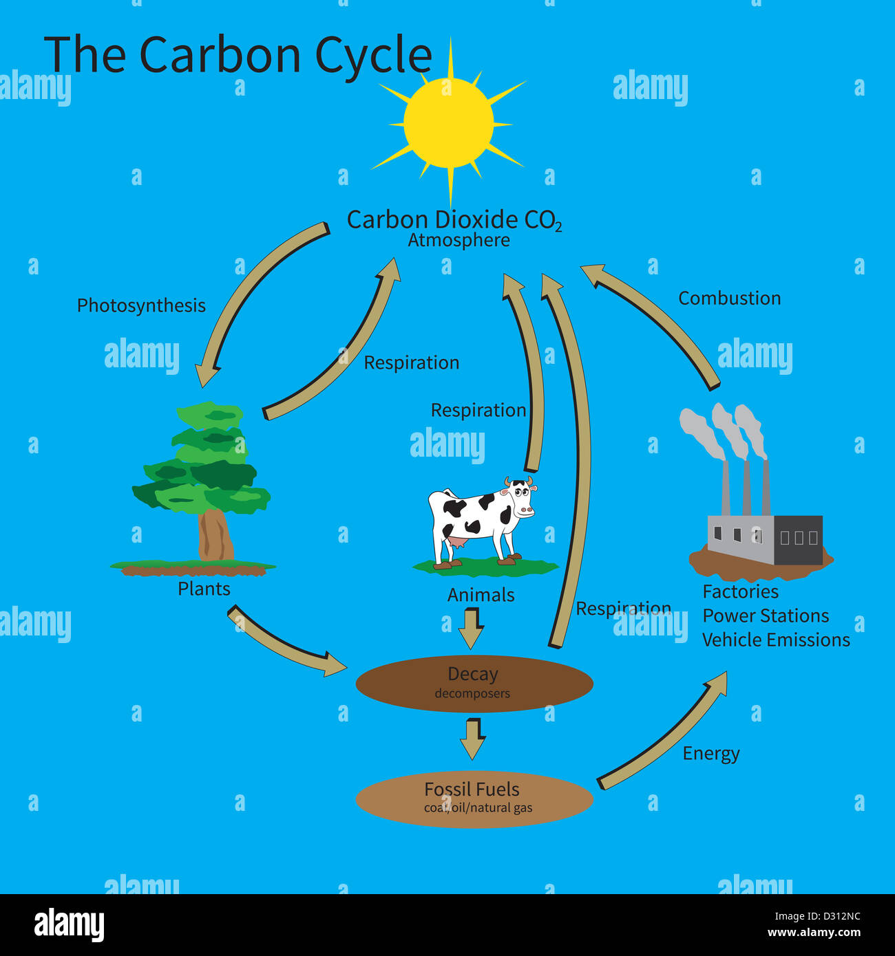 El ciclo del carbono mostrando cómo se recicla el carbono en el medio  ambiente Fotografía de stock - Alamy