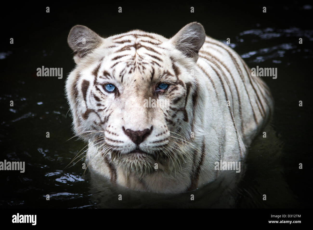 Cerca de tigre blanco en el agua Foto de stock