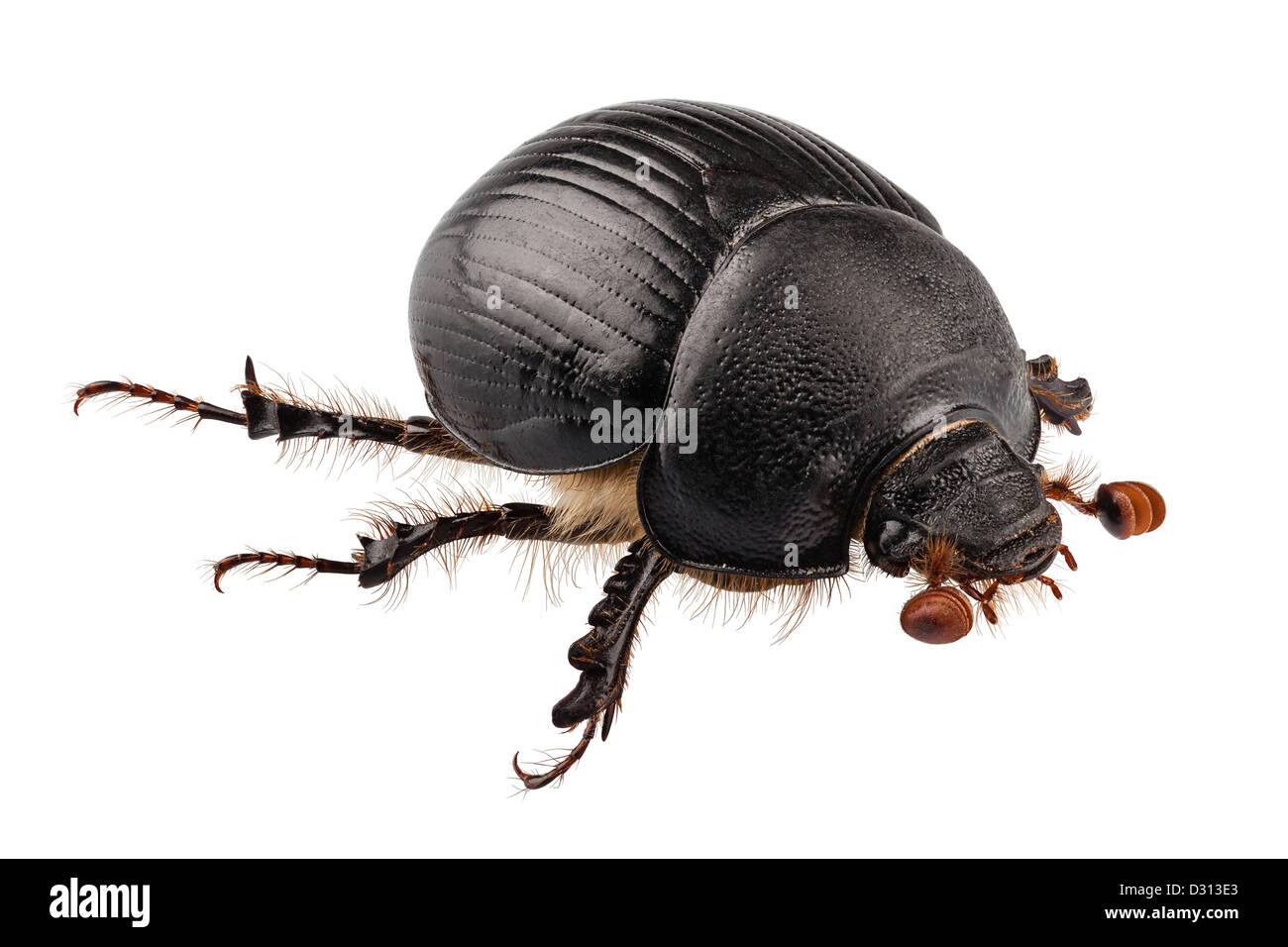 Tierra-aburrida de especies de escarabajos del estiércol Geotrupes stercorarius Foto de stock