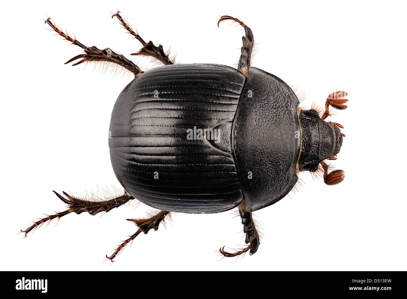 Tierra-aburrida de especies de escarabajos del estiércol Geotrupes stercorarius Foto de stock