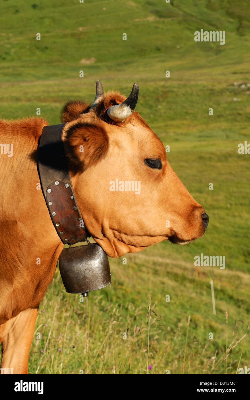 Vaca, animales de granja, en los Alpes franceses, Abondance raza de vaca, Savy, Beaufort sur Doron Foto de stock