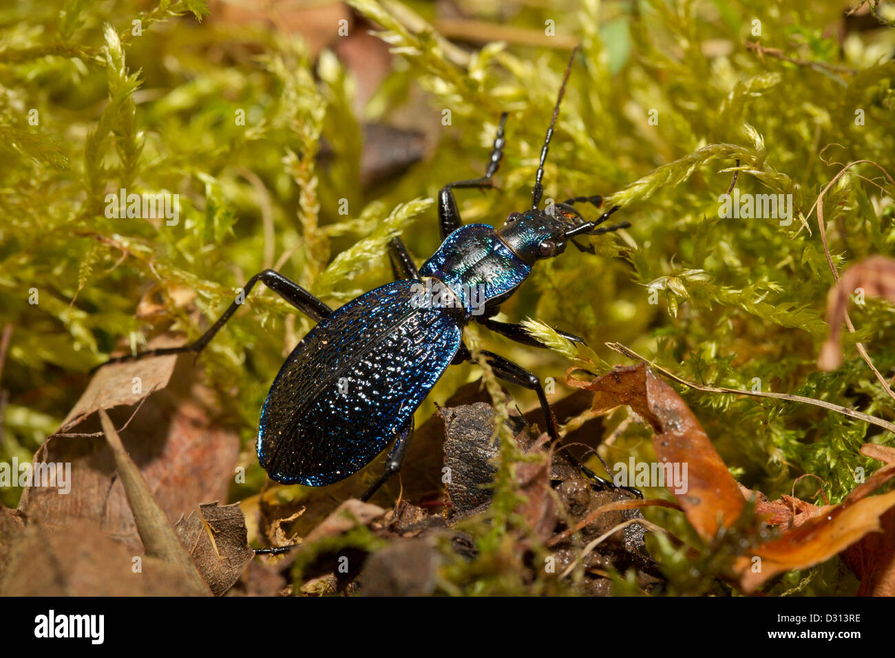 Escarabajo coriaceus lederlaufkaefer Foto de stock
