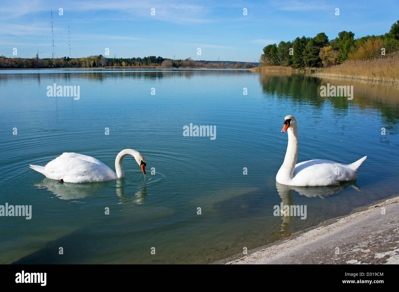 Cisnes en el estanque, Bassin du Realtor, Canal de Marseille, Francia Foto de stock