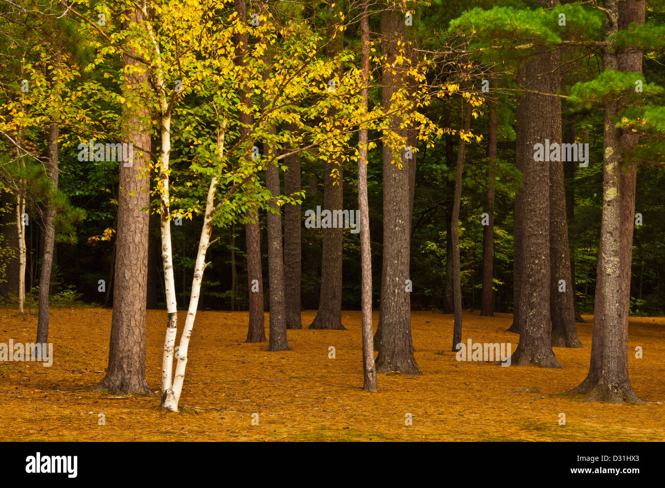 Los abedules de plata en el grupo de pinos en un borrado de colores de otoño colores de otoño de Nueva Inglaterra, EE.UU. Estados Unidos de América Foto de stock
