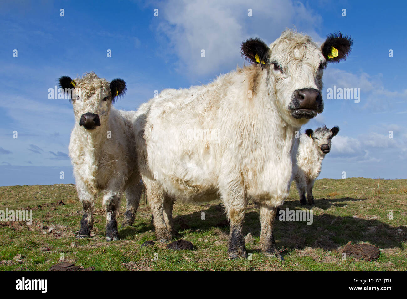 Galloway blanco rebaño en el campo, el ganado de raza de Escocia Foto de stock