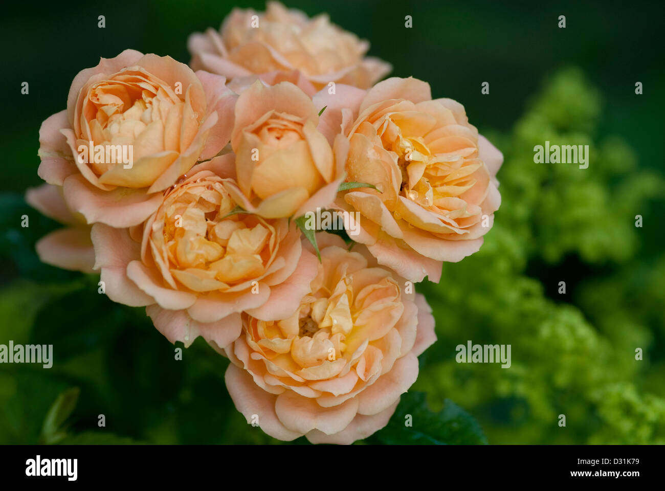 Una imagen que muestra las flores llamativas de la rosa dulces sueños Foto de stock
