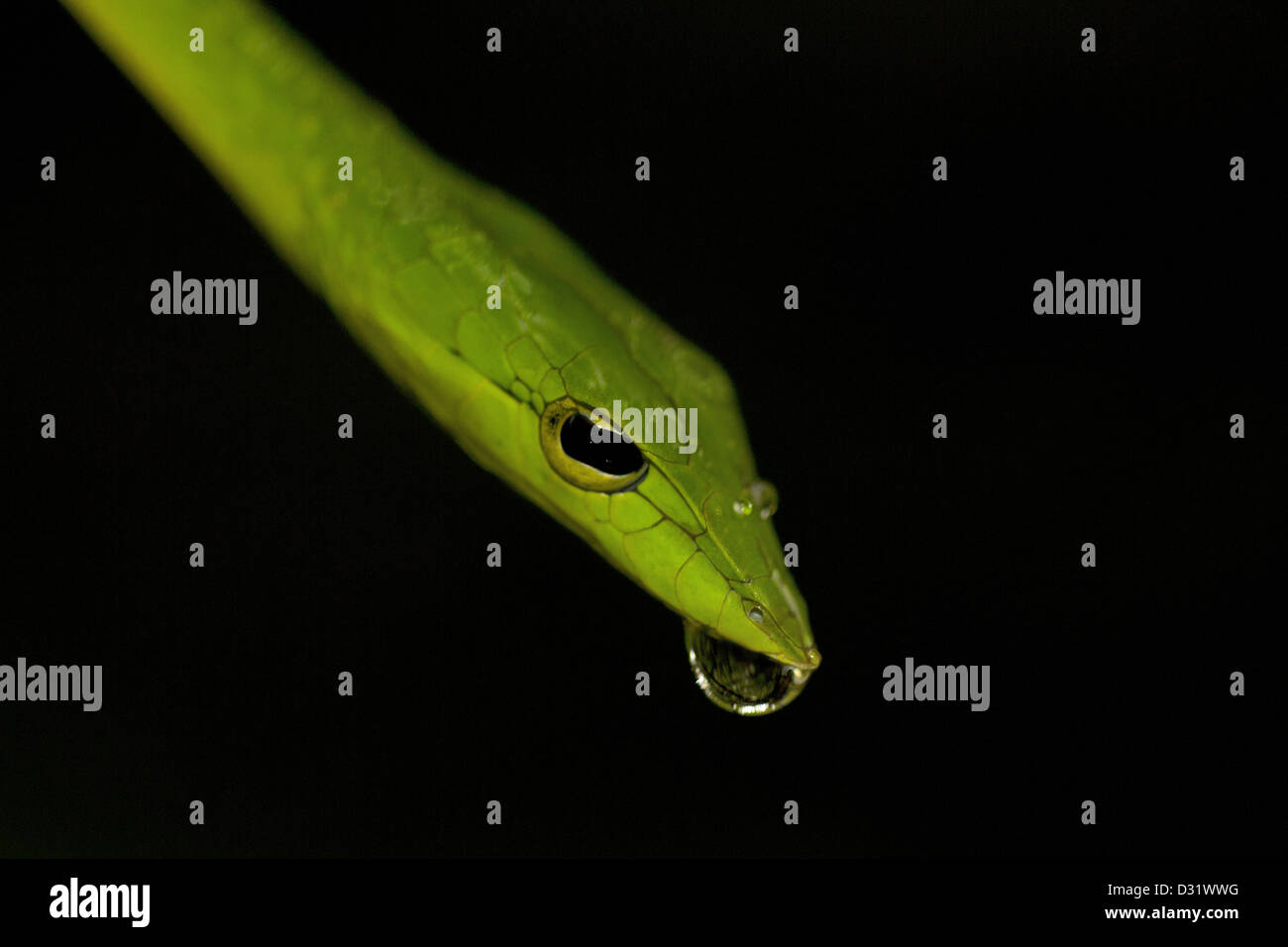 Vid común serpiente. Ahaetulla nasutus no venenosas, común, verde. Amboli, Maharashtra, India Foto de stock