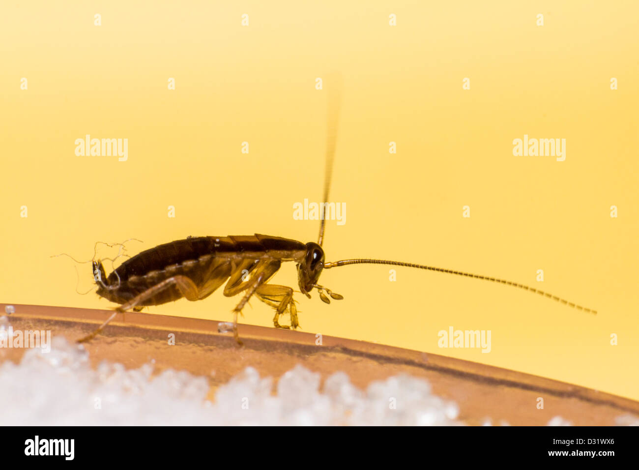 La cucaracha alemana (Blattella germanica) Foto de stock
